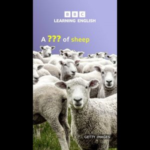 A ___ of sheep. Collective nouns for animals - BBC Learning English