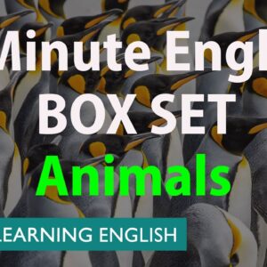 BOX SET: 6 Minute English - 'Animals ' English mega-class! 30 minutes of new vocabulary!